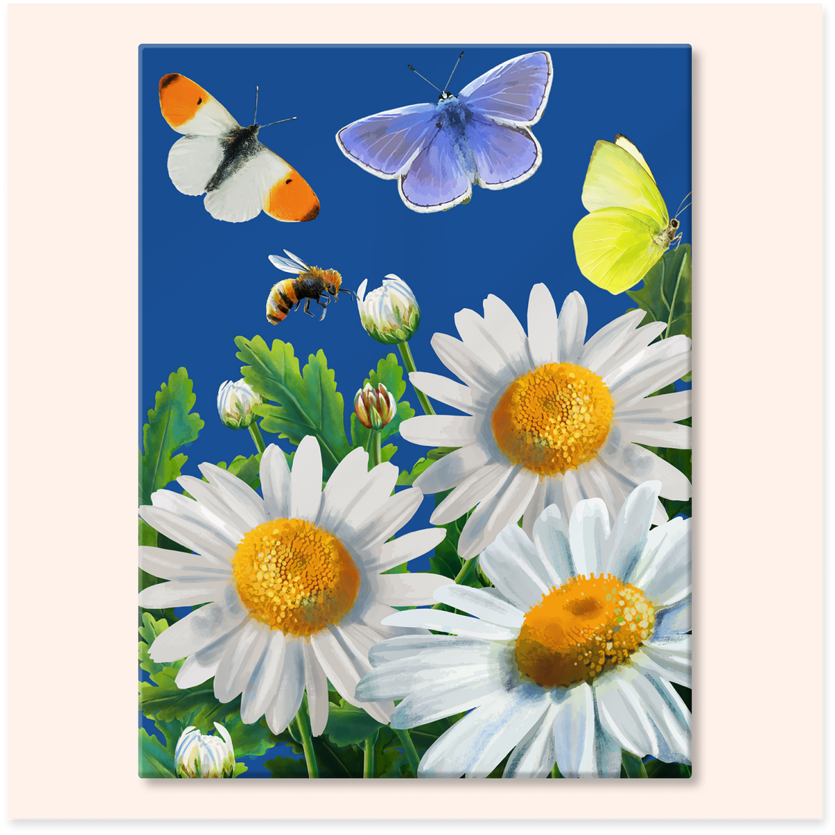 Daisies and Butterflies