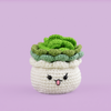Succulent in white Flowerpot