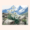 Alpine Grace