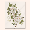 Apple Blossom