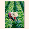 Cabbage Rows