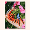 Carrot Cuttings