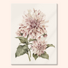 Dahlia