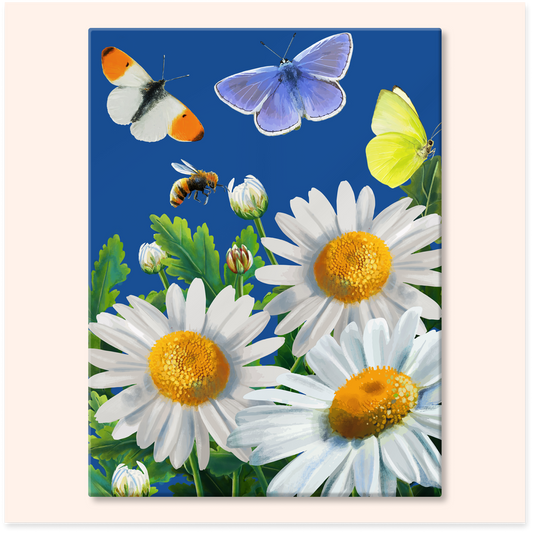 Daisies and Butterflies