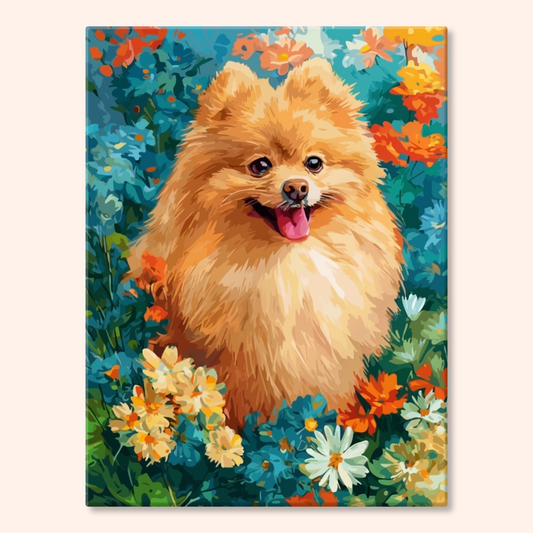 Daisy Pomeranian