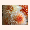 Golden Dahlias