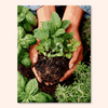 Herb Seedlings