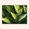 Leaf Harmony