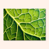 Leafy Patterns