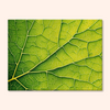 Nature-s-Geometry