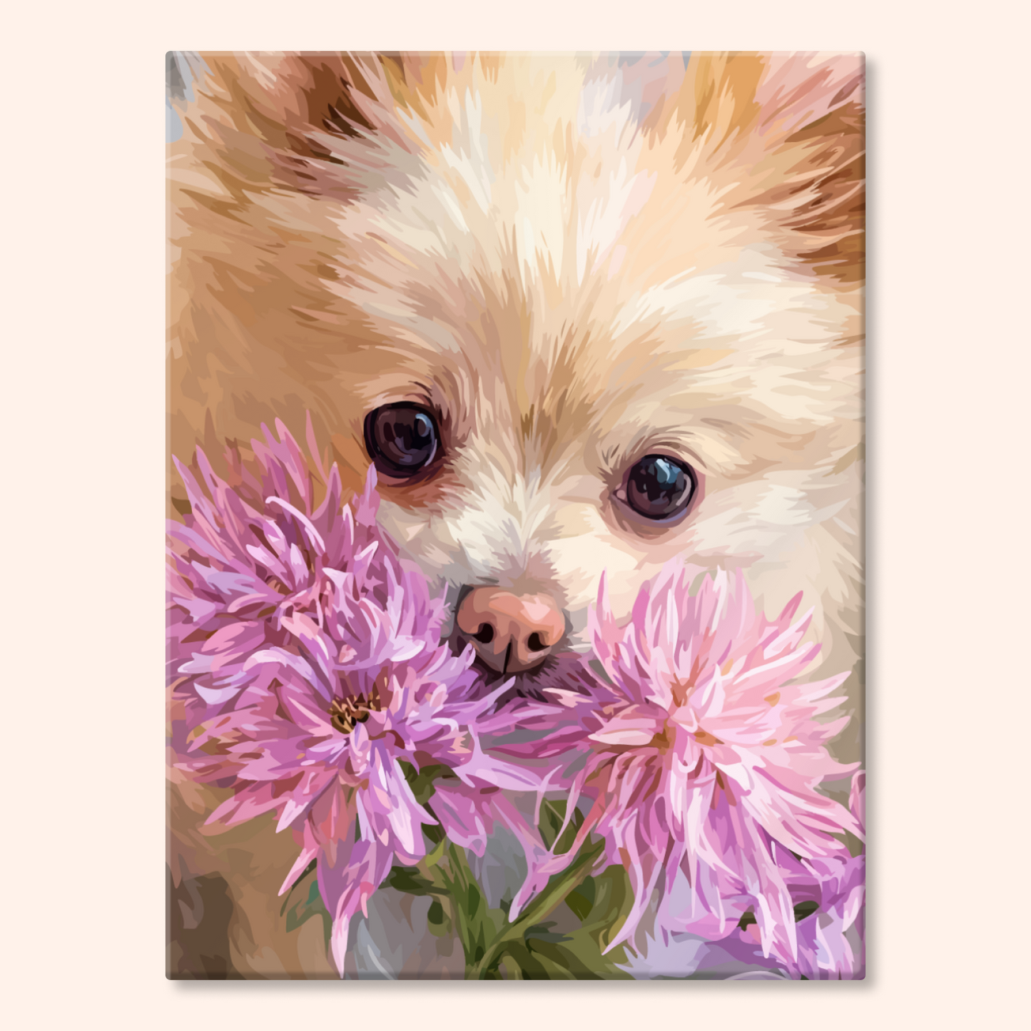 Petal Pomeranian