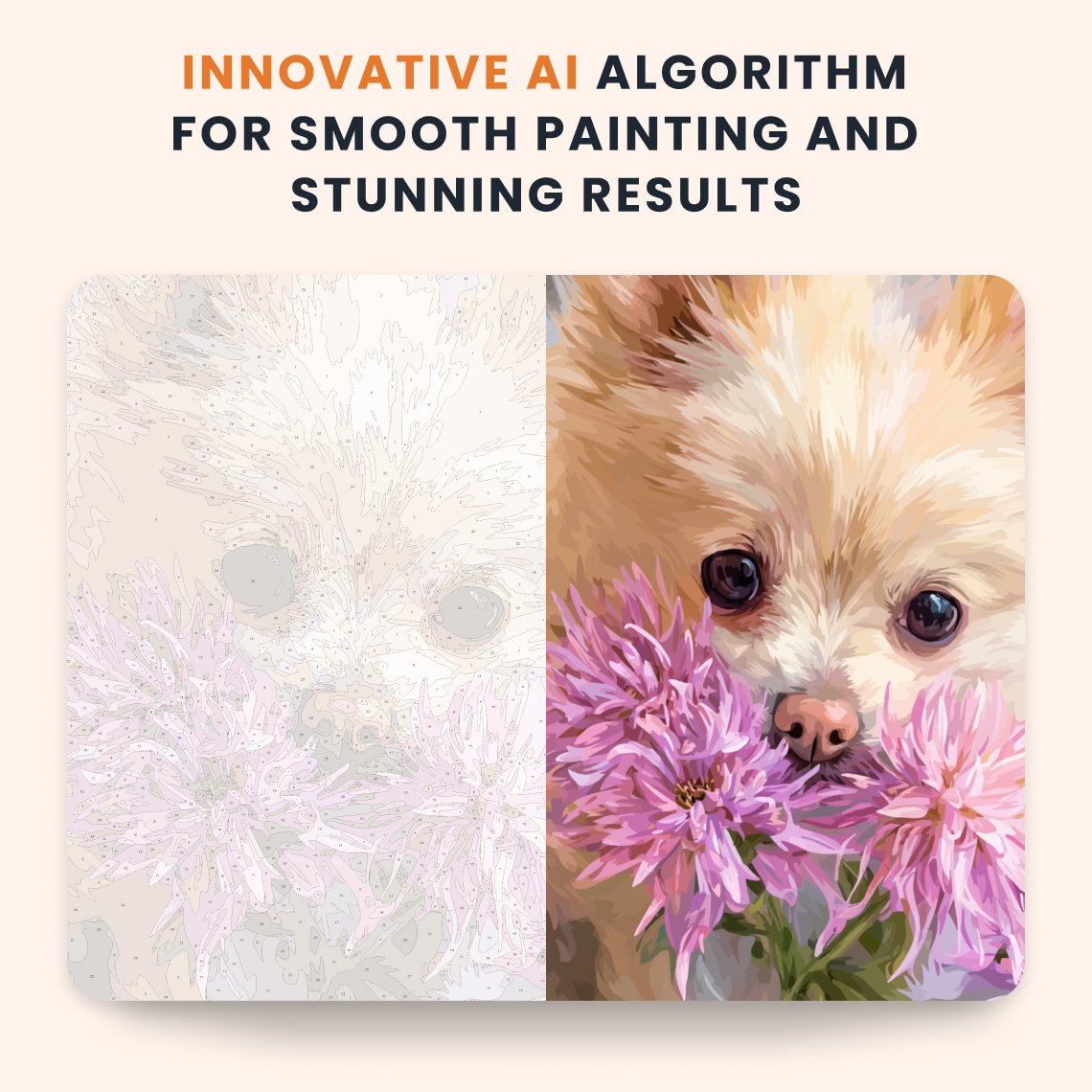 Petal Pomeranian
