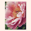 Quiet Florals