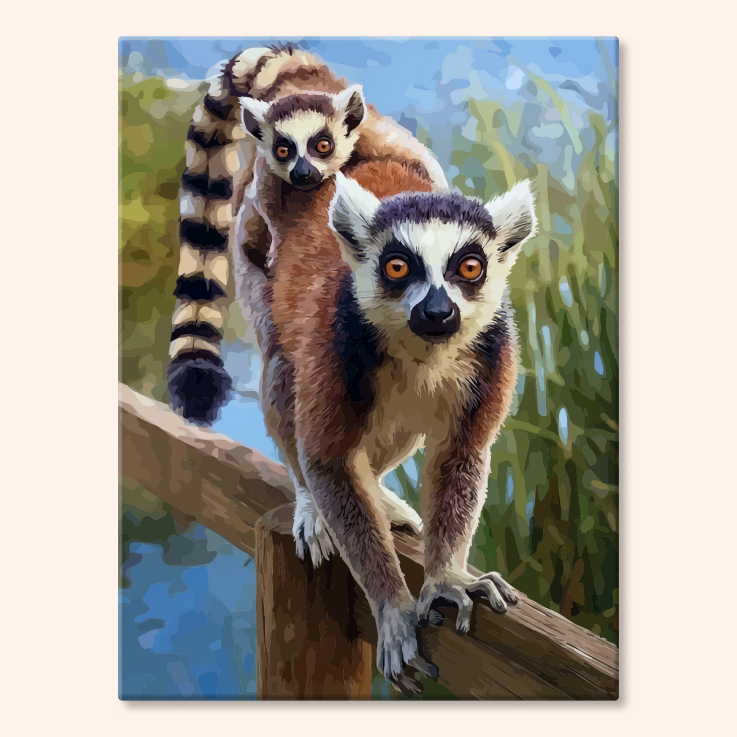Ringtail Lemur