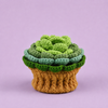 Succulent in Flowerpot