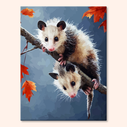 Tree Opossums